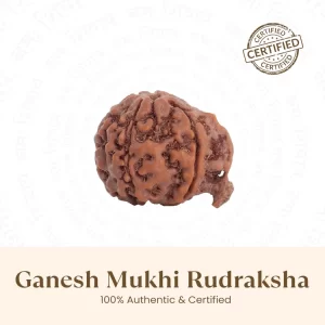 Nepal Origin Ganesh Mukhi Rudraksha-17mm to 22mm