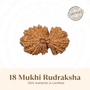 Nepal Origin 18 Mukhi Rudraksha-17mm to 22mm