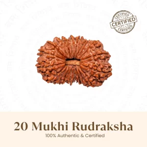 Nepal Origin 20 Mukhi Rudraksha-17mm to 22mm