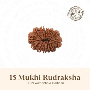 Nepal Origin 15 Mukhi Rudraksha - 17mm to 22mm