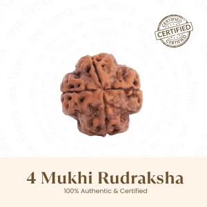Nepal Origin 4 Mukhi Rudraksha-17mm to 22mm